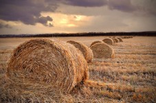 Štúdia: Obchodné dohody stimulujú agropotravinársky sektor